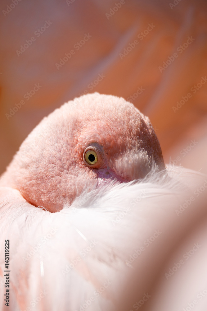 Fototapeta premium resting Rose flamingo (Phoenicopterus roseus)