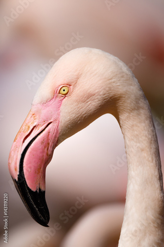 Rose flamingo (Phoenicopterus roseus)