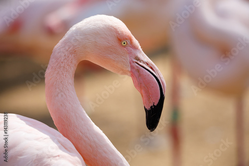 Rose flamingo (Phoenicopterus roseus) photo