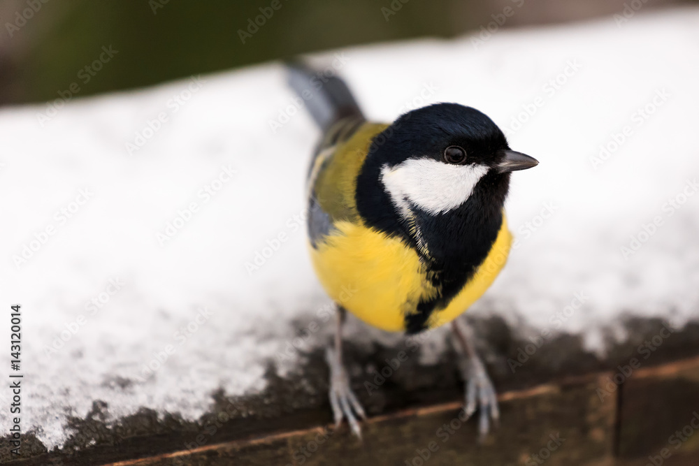 Obraz premium Great Tit - Parus major - on rail with snow