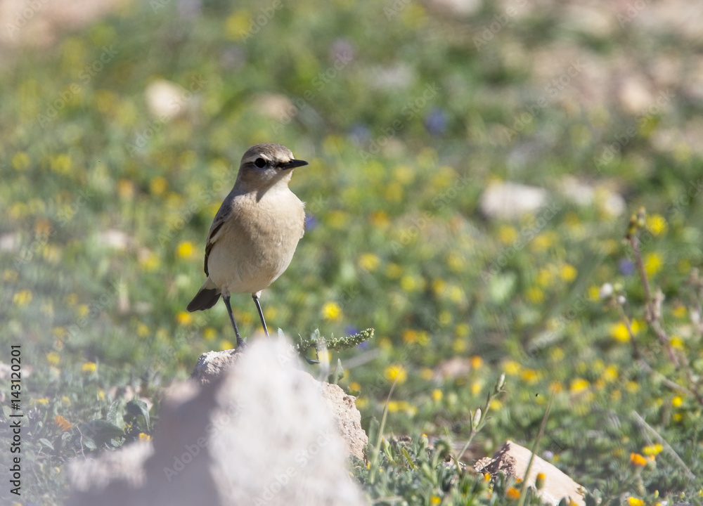 Obraz premium Isabelline Wheatear (Oenanthe isabellina), at Cape Drepano, Cyprus.