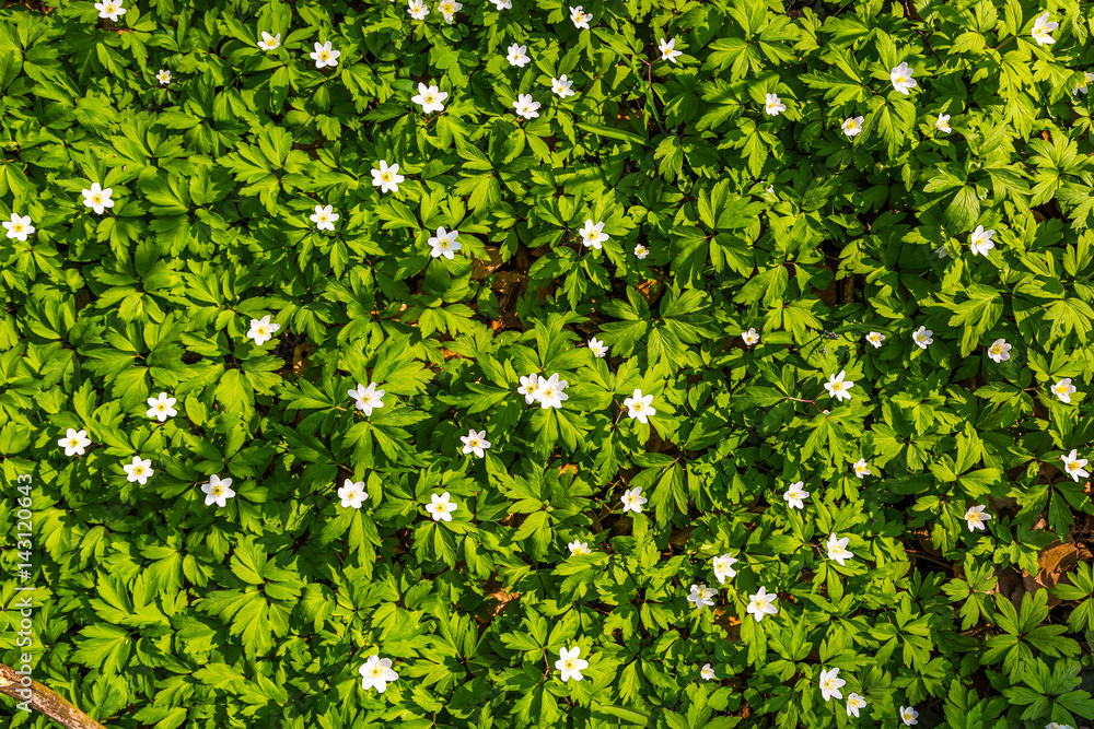 Obraz premium white flowers and green grass texture top view.