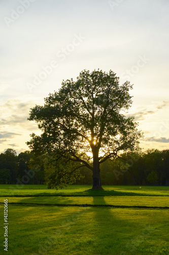 Big old oak in a field at sunset.