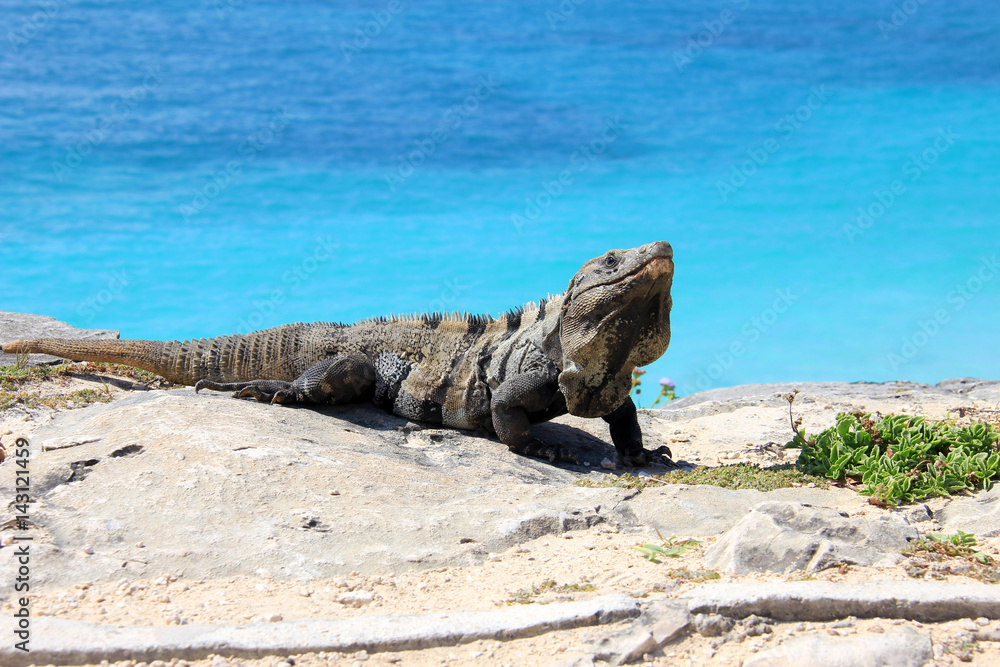 Fototapeta premium big Iguana
