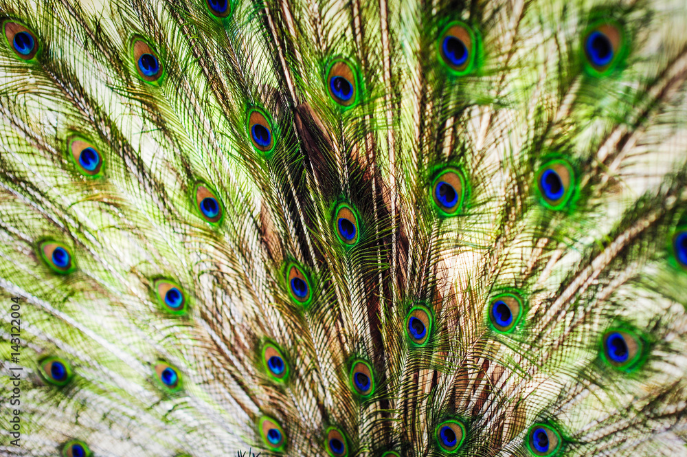 Obraz premium The wings and feathers of the male peacock.