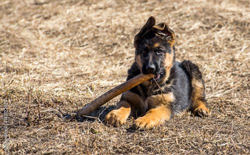 german shepherd puppy