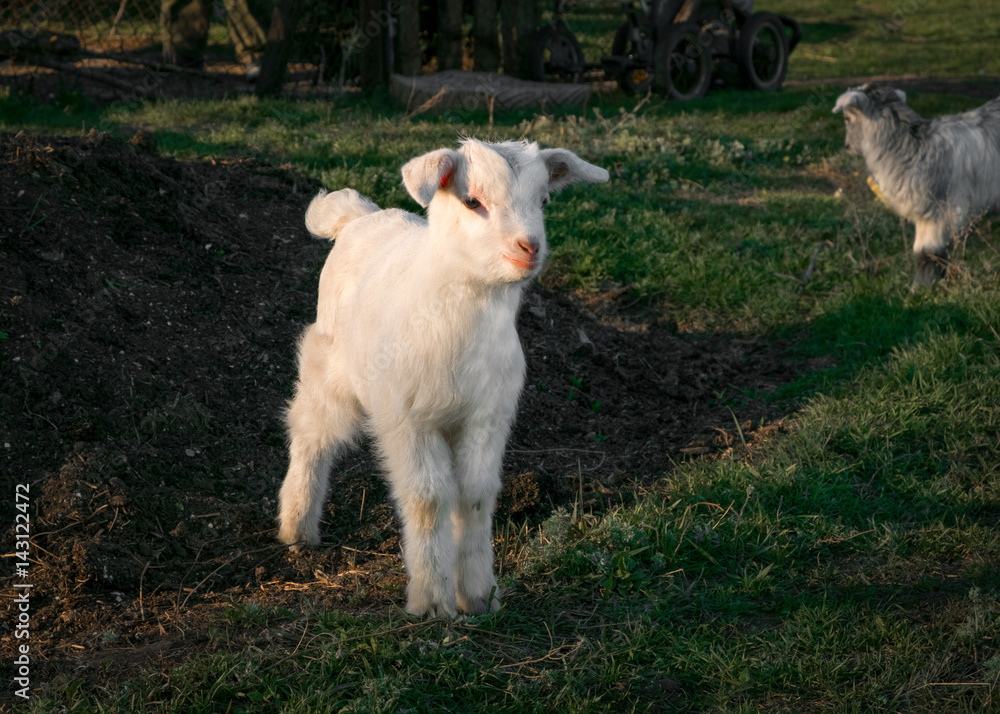 Obraz premium Pets small white goat