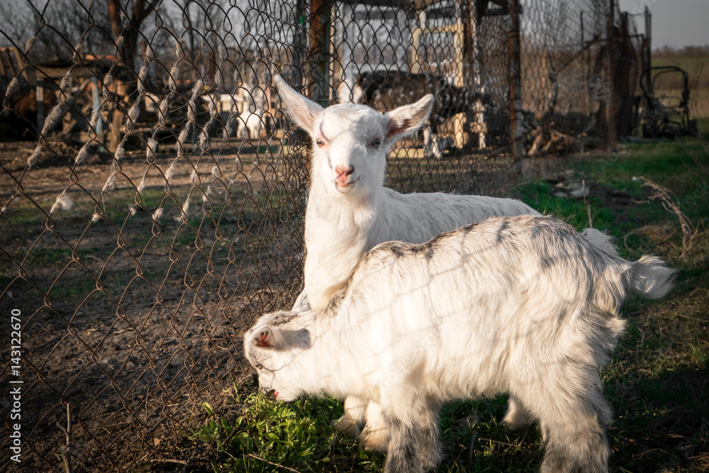Fototapeta premium Pets small white goat