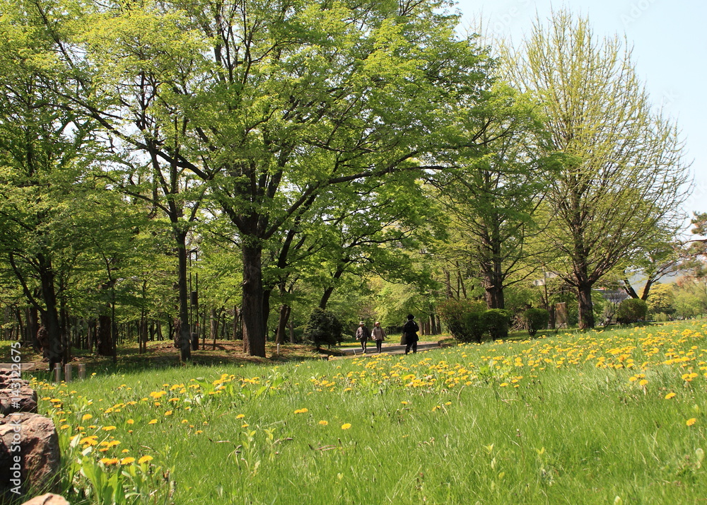 Park in Sapporo city in the spring Park in Sapporo city in the spring
