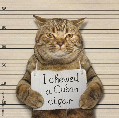 The bad cat chewed a Cuban cigar. He was arrested for it.