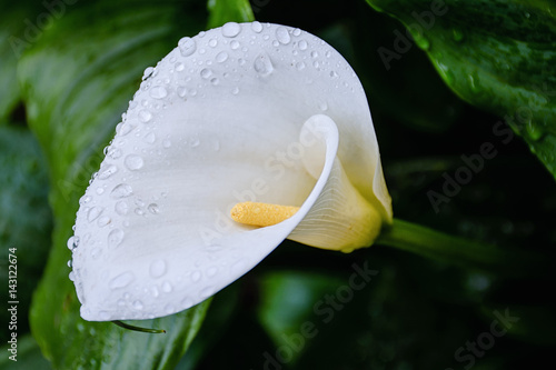 blooming calla lily flower with water after rain
