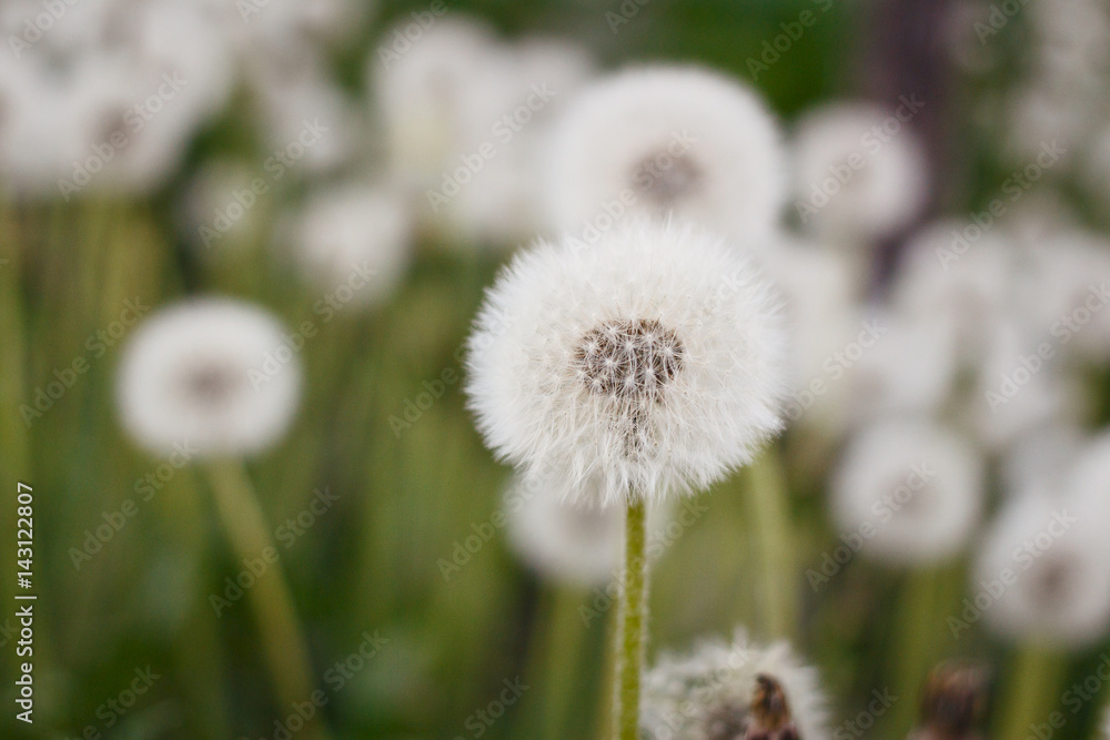 white dandelions white dandelions