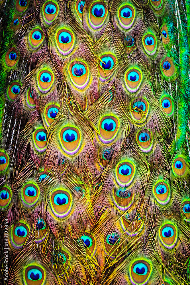 Fototapeta premium The wings and feathers of the male peacock.
