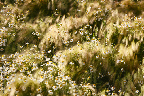 field chamomile photo