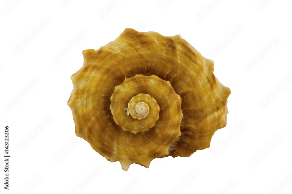 The spiral-shaped shell. Sea shell isolated on white background. The spiral-shaped shell. Sea shell isolated on white background.