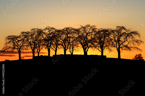 Silhouette of Elm Grove at Woodland Cemetery in Stockholm, Sweden during golden sunset