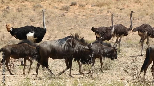 Blue wildebeest walking with ostriches in the Kalahari