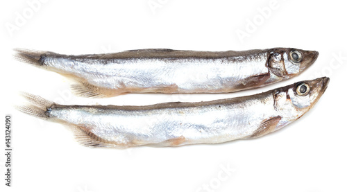 capelin on a white background photo