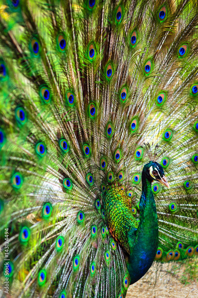 Fototapeta premium Peacock spread out wings wide feathers.