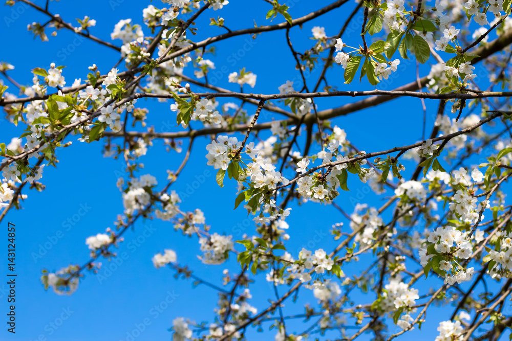 Kirschblüten vor blauem Himmel im Frühling