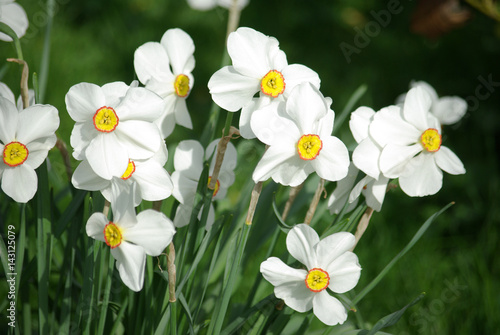 Narcisses blancs au soleil du printemps au jardin