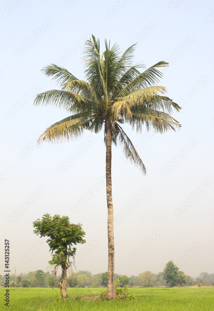Fototapeta premium coconut tree