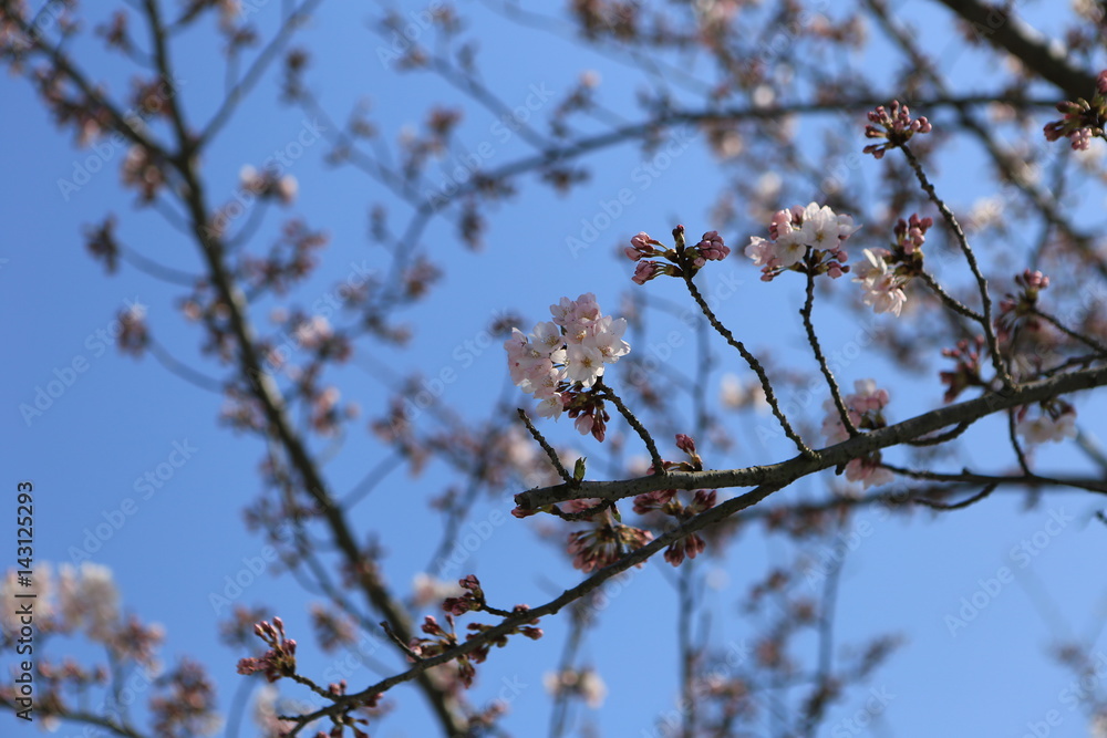 桜の花