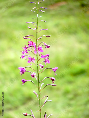 Close-up of a fireweed, also known as rosebay willowherb (epilobium angustifolium), and its magenta flowers. This plant is commonly found in alps landscapes. Vertical photo, blurred background. photo