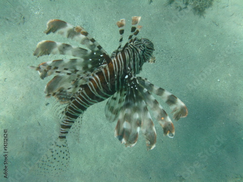 coralli e pesci nel mare photo