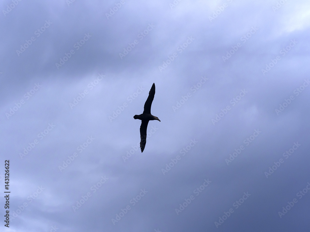 Southern Giant Petrel, Macronectes giganteus, in flight, Sea Lion, Falkland Islands Southern Giant Petrel, Macronectes giganteus, in flight, Sea Lion, Falkland Islands