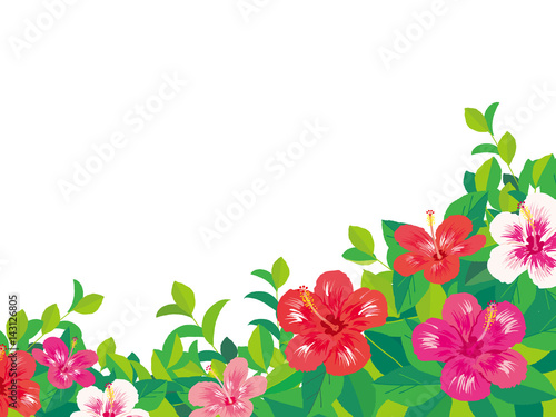 ハイビスカス　イラスト