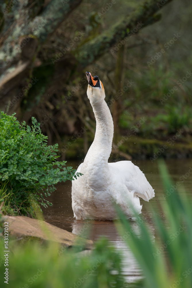 Obraz premium Mute Swan, Swans, Cygnus olor