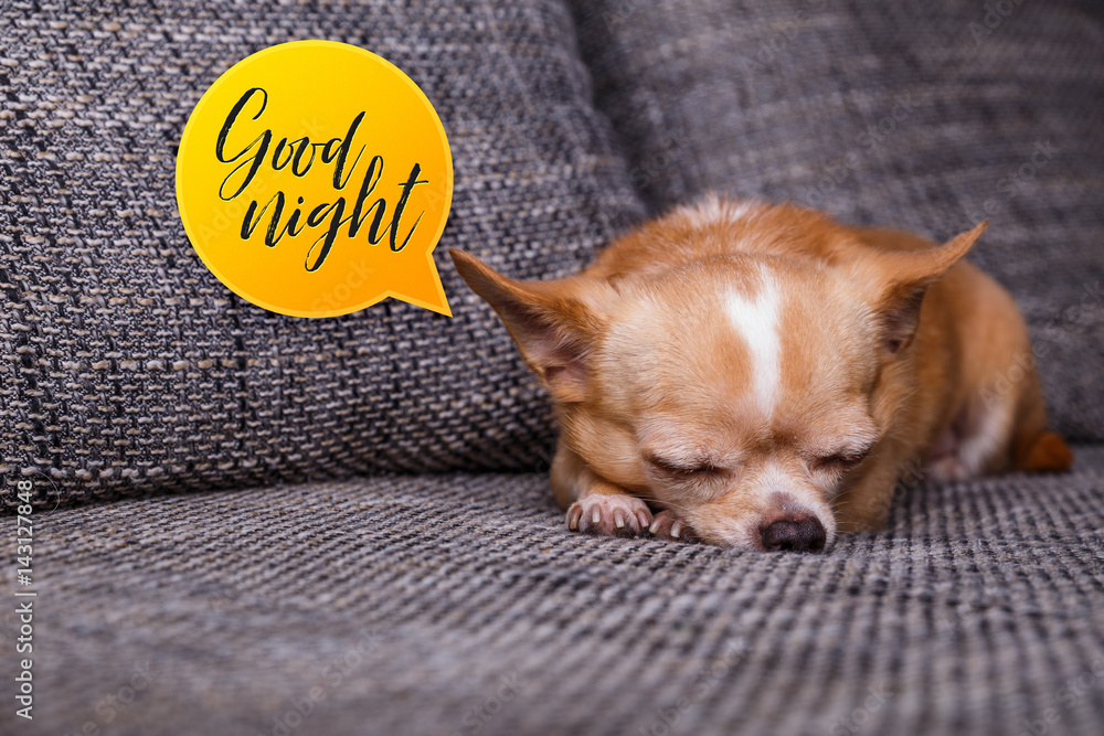 Chihuahua puppy sleep. Good night speech bubble. Adorable dog ...