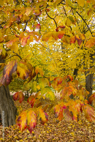 Persian ironwood tree with autumnal leaves photo