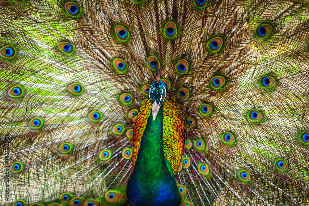 Obraz premium Peacock spread out wings wide feathers.
