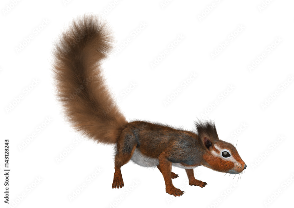 3D Rendering Red Bush Squirrel on White 3D Rendering Red Bush Squirrel on White
