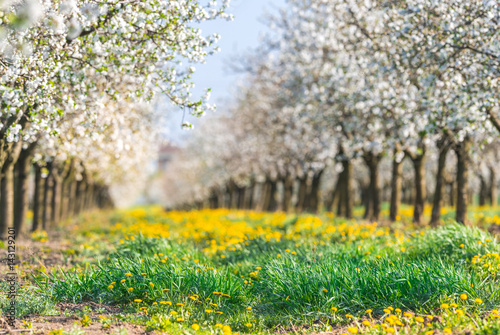 Fototapeta Naklejka Na Ścianę i Meble -  Blossoming cherry orchard in spring time