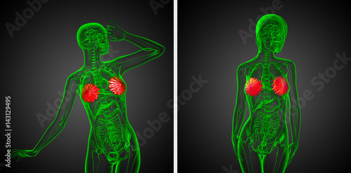 3d rendering medical illustration of the human breast