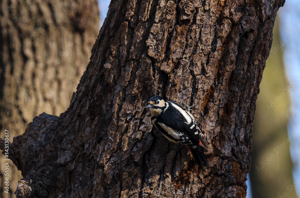 GREAT WOODPECKER - Bird spring in a city park GREAT WOODPECKER - Bird spring in a city park