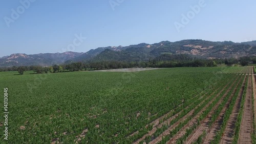 Drone shot of vineyard. photo