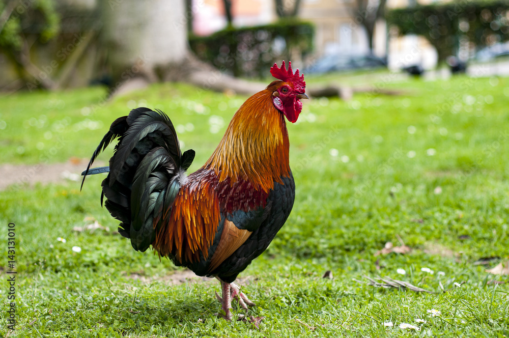 Fototapeta premium Rooster in the park in Lisbon, Portugal 