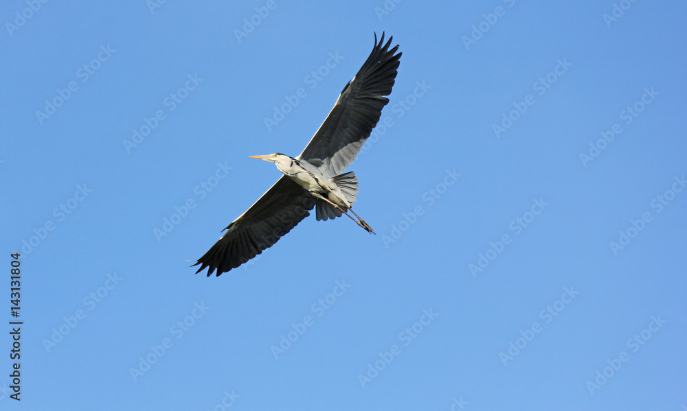 Fototapeta premium czapla w locie
