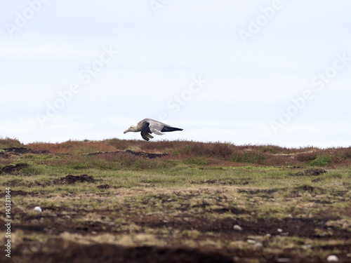 Southern Giant Petrel, Macronectes giganteus, in flight, Sea Lion, Falkland Islands