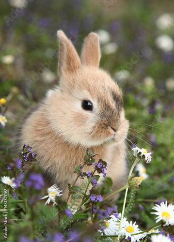 Cute bunny rabbit in colorful meadow