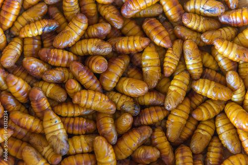 chrysalis silkworm. This is a source of silk thread and silk fabric