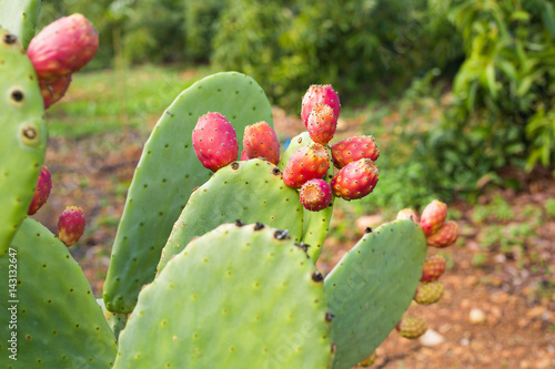 Prickly pear cactus with fruit