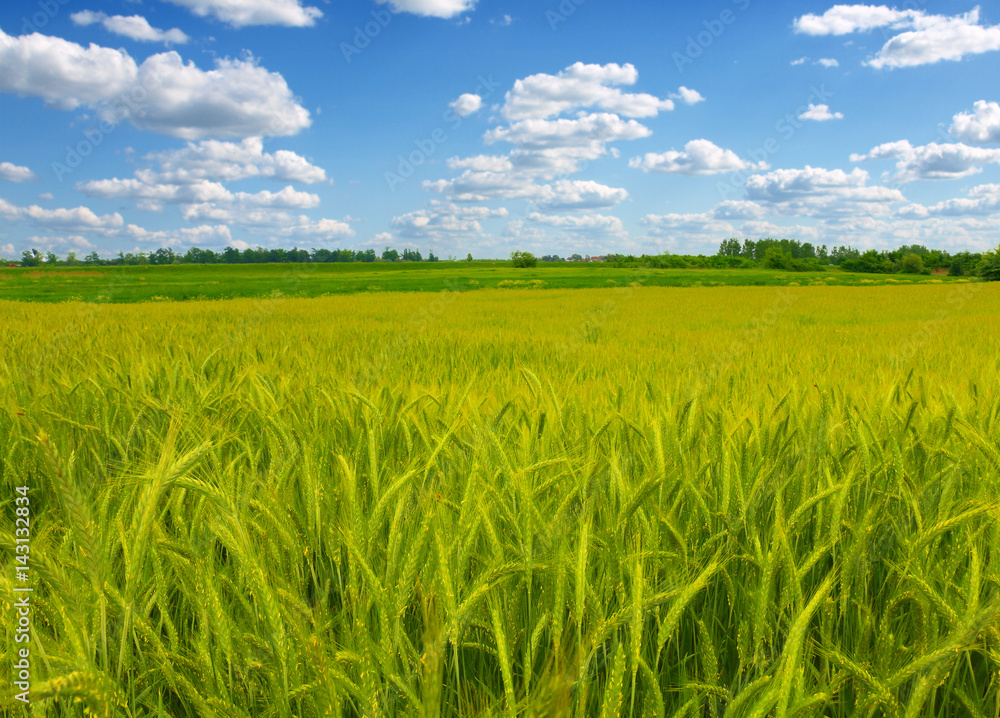 green wheat field green wheat field