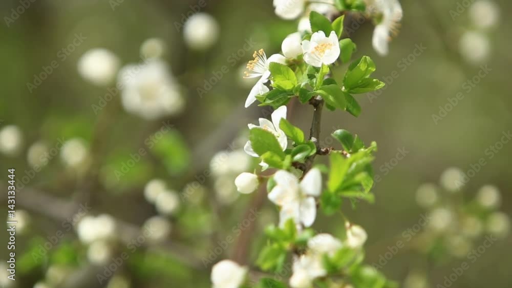 Flowering apple tree. Blooming Tree. Spring. Flowering apple tree. Blooming Tree. Spring.