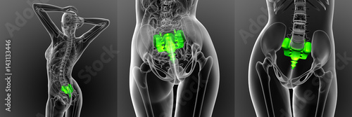 3d rendering medical illustration of the sacrum bone photo