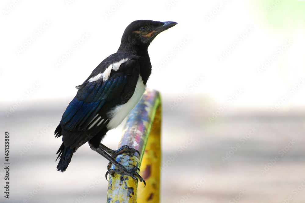 Fototapeta premium Jung black white bird Magpie ready to fly in the park. Eurasian Magpie, Pica pica